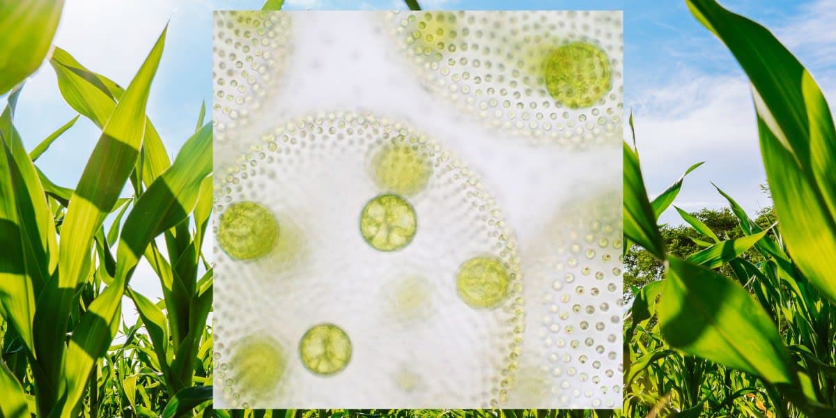 Engineered Microbes for Agriculture and OpenAI’s Culture Crisis | AOODAX